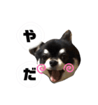チワワのまろ 3（個別スタンプ：6）