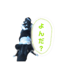 チワワのまろ 3（個別スタンプ：7）