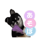 チワワのまろ 3（個別スタンプ：11）