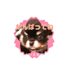チワワのまろ 3（個別スタンプ：19）