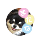 チワワのまろ 3（個別スタンプ：23）
