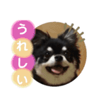 チワワのまろ 3（個別スタンプ：25）