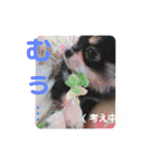 チワワのまろ 3（個別スタンプ：28）