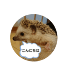 可愛いハリネズミスタンプ(販売用)（個別スタンプ：3）