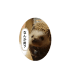 可愛いハリネズミスタンプ(販売用)（個別スタンプ：4）