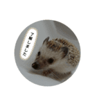 可愛いハリネズミスタンプ(販売用)（個別スタンプ：5）