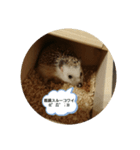 可愛いハリネズミスタンプ(販売用)（個別スタンプ：7）