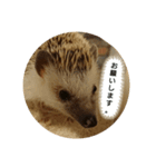 可愛いハリネズミスタンプ(販売用)（個別スタンプ：8）