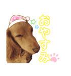 リュークのスタンプ♪（個別スタンプ：1）