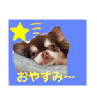 チワワのモカたん♪ちょこっとハルたん1（個別スタンプ：1）