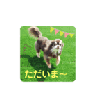 チワワのモカたん♪ちょこっとハルたん1（個別スタンプ：2）