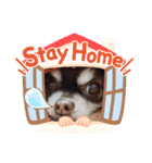 チワワのモカたん♪ちょこっとハルたん1（個別スタンプ：8）