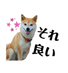 我が家の柴犬、えるさん。（個別スタンプ：2）