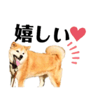 我が家の柴犬、えるさん。（個別スタンプ：3）