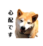 我が家の柴犬、えるさん。（個別スタンプ：4）