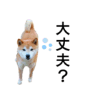 我が家の柴犬、えるさん。（個別スタンプ：6）