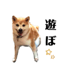 我が家の柴犬、えるさん。（個別スタンプ：10）