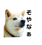 我が家の柴犬、えるさん。（個別スタンプ：12）