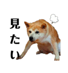 我が家の柴犬、えるさん。（個別スタンプ：13）