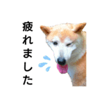 我が家の柴犬、えるさん。（個別スタンプ：14）