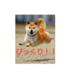 我が家の柴犬、えるさん。（個別スタンプ：16）