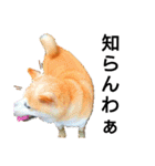 我が家の柴犬、えるさん。（個別スタンプ：18）