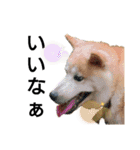 我が家の柴犬、えるさん。（個別スタンプ：19）