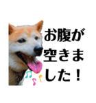 我が家の柴犬、えるさん。（個別スタンプ：20）