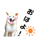 我が家の柴犬、えるさん。（個別スタンプ：21）