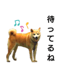 我が家の柴犬、えるさん。（個別スタンプ：22）