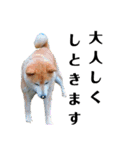 我が家の柴犬、えるさん。（個別スタンプ：24）