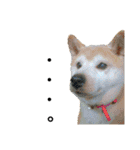 我が家の柴犬、えるさん。（個別スタンプ：25）