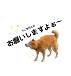我が家の柴犬、えるさん。（個別スタンプ：29）