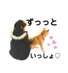 我が家の柴犬、えるさん。（個別スタンプ：30）
