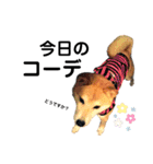 我が家の柴犬、えるさん。（個別スタンプ：32）