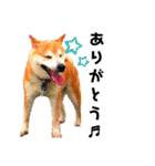我が家の柴犬、えるさん。（個別スタンプ：33）