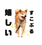 我が家の柴犬、えるさん。（個別スタンプ：36）
