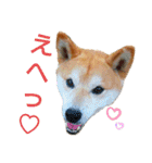 我が家の柴犬、えるさん。（個別スタンプ：37）