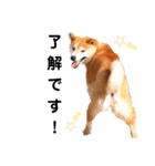 我が家の柴犬、えるさん。（個別スタンプ：38）
