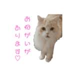 めぇたんスタンプ（個別スタンプ：3）