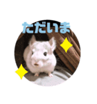 チンチラのぽこまる2（個別スタンプ：4）