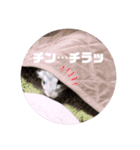チンチラのぽこまる2（個別スタンプ：13）