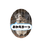 チンチラのぽこまる2（個別スタンプ：17）