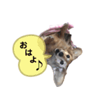 うちのわんズ♫（個別スタンプ：2）