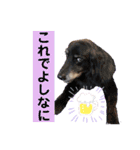 うちのわんズ♫（個別スタンプ：3）