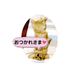 うちのわんズ♫（個別スタンプ：5）