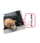 うちのわんズ♫（個別スタンプ：6）