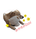 うちのわんズ♫（個別スタンプ：10）