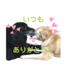 うちのわんズ♫（個別スタンプ：16）