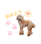 あぽろちゃん♡（個別スタンプ：1）